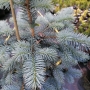 Eglė dygioji (Picea pungens) 'Royal Knight'